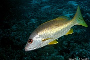 Lutjanus monostigma-Maldives Kudarah Thila-20m-20240425-DA-DSC_6989_tn
